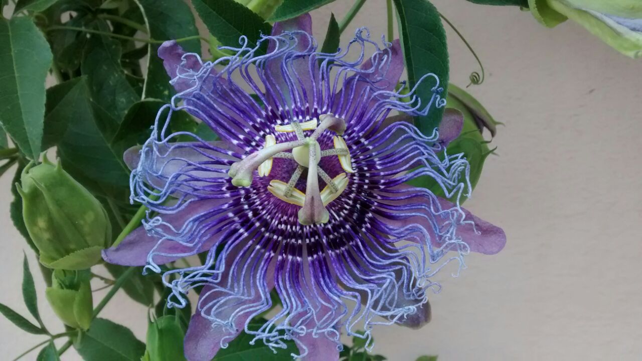 Biomismesis Comunicativa